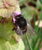 Anthophora plumipes